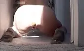 Dropping big turds from a huge ass