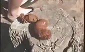 brown shit dropped in toilet